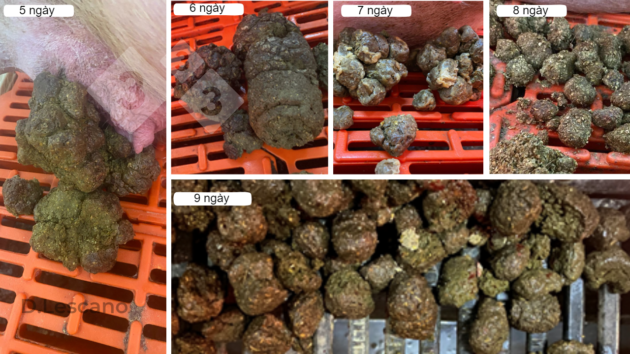 Visual appearance of feces from constipated sows